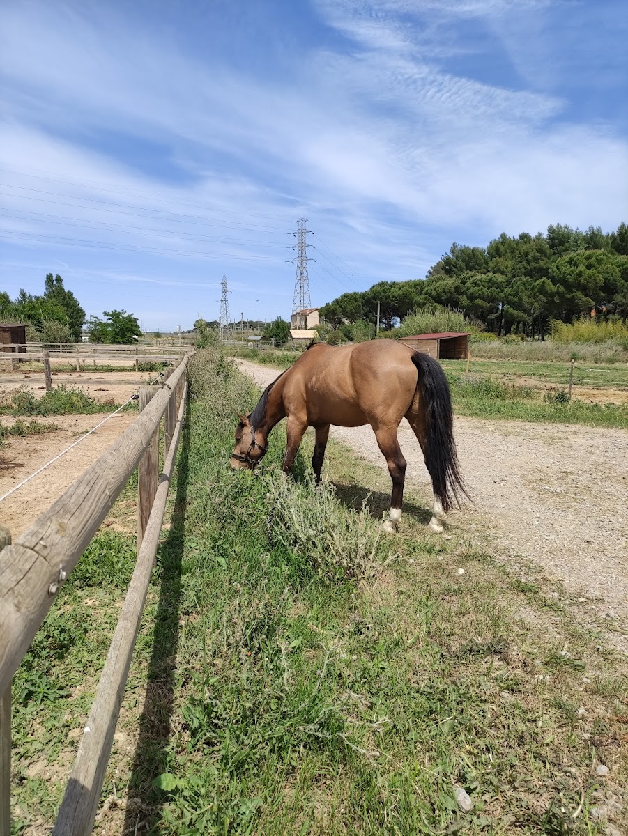 Photo de PONEY CLUB DOMAINE EQUESTRE DU CASTEL