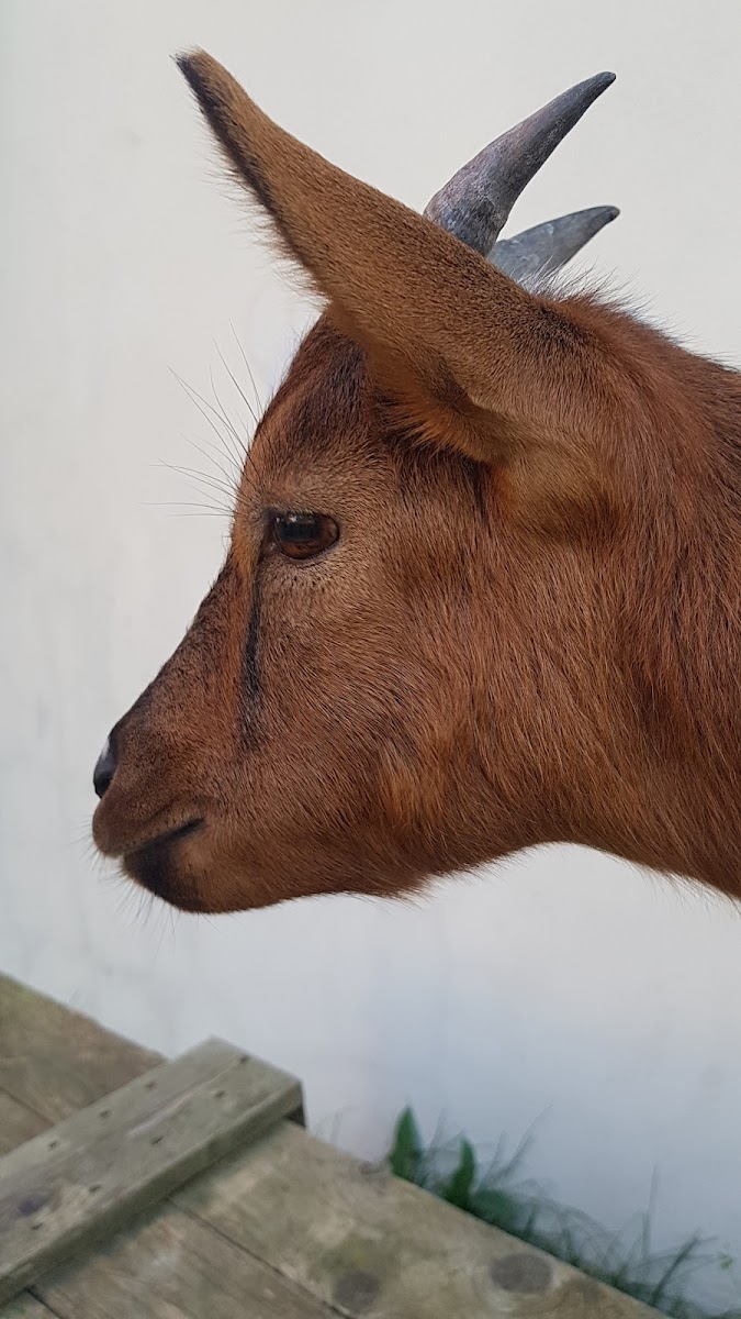 Photo de PONEY CLUB DU BLATON