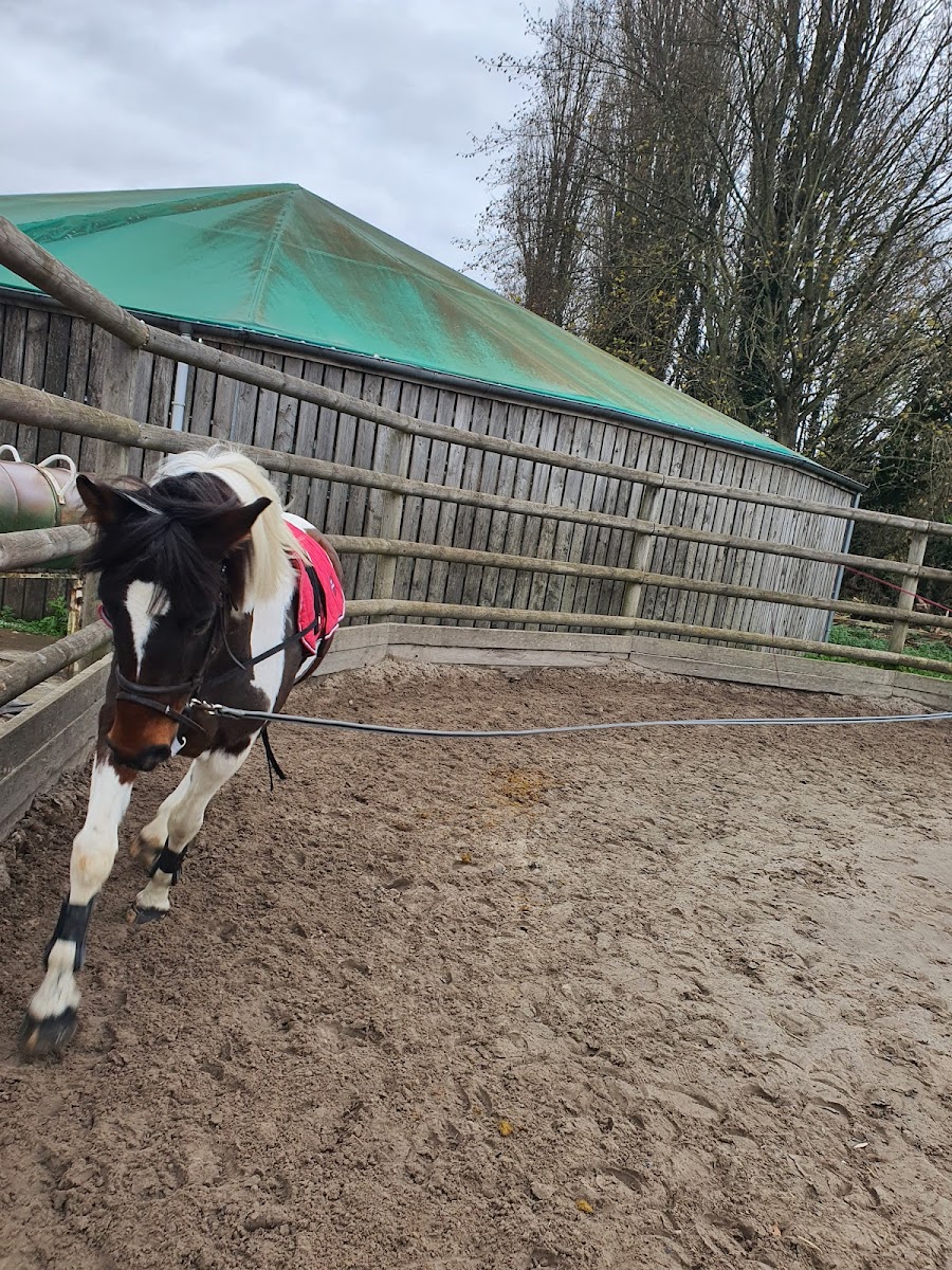 Photo de PONEY CLUB DU BOIS DES DAMES