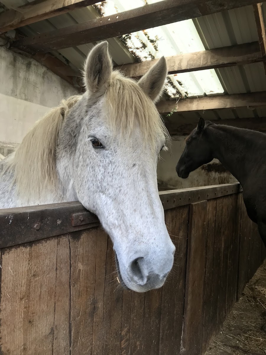 PONEY CLUB DU MOULIN