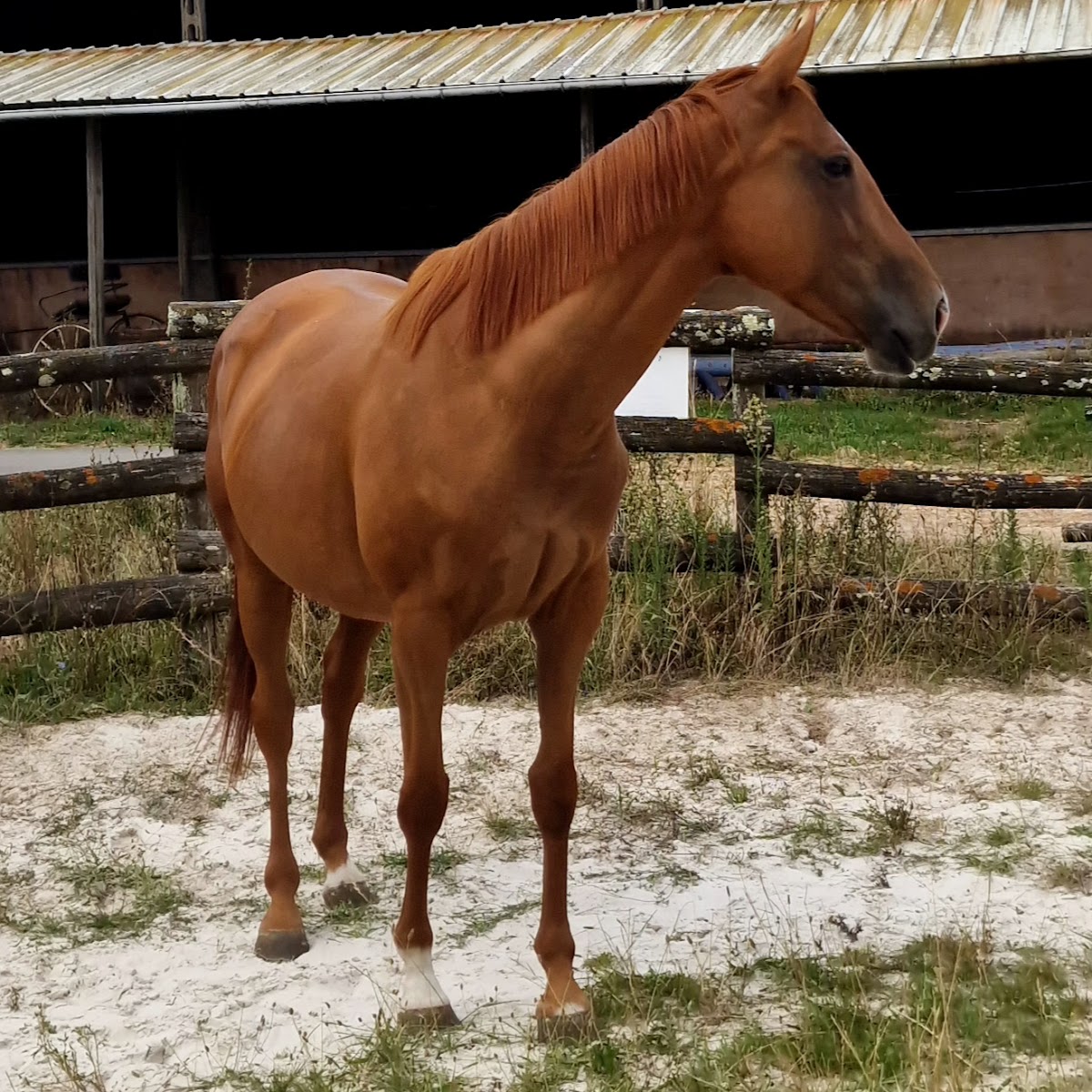 Photo de PONEY CLUB DU PETIT BOIS