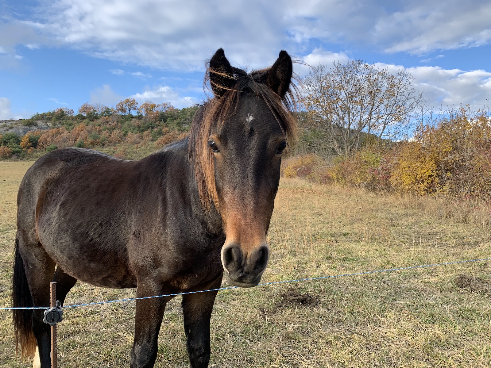 Photo de PONEY CLUB ET ELEVAGE DE LA GARDIOLE
