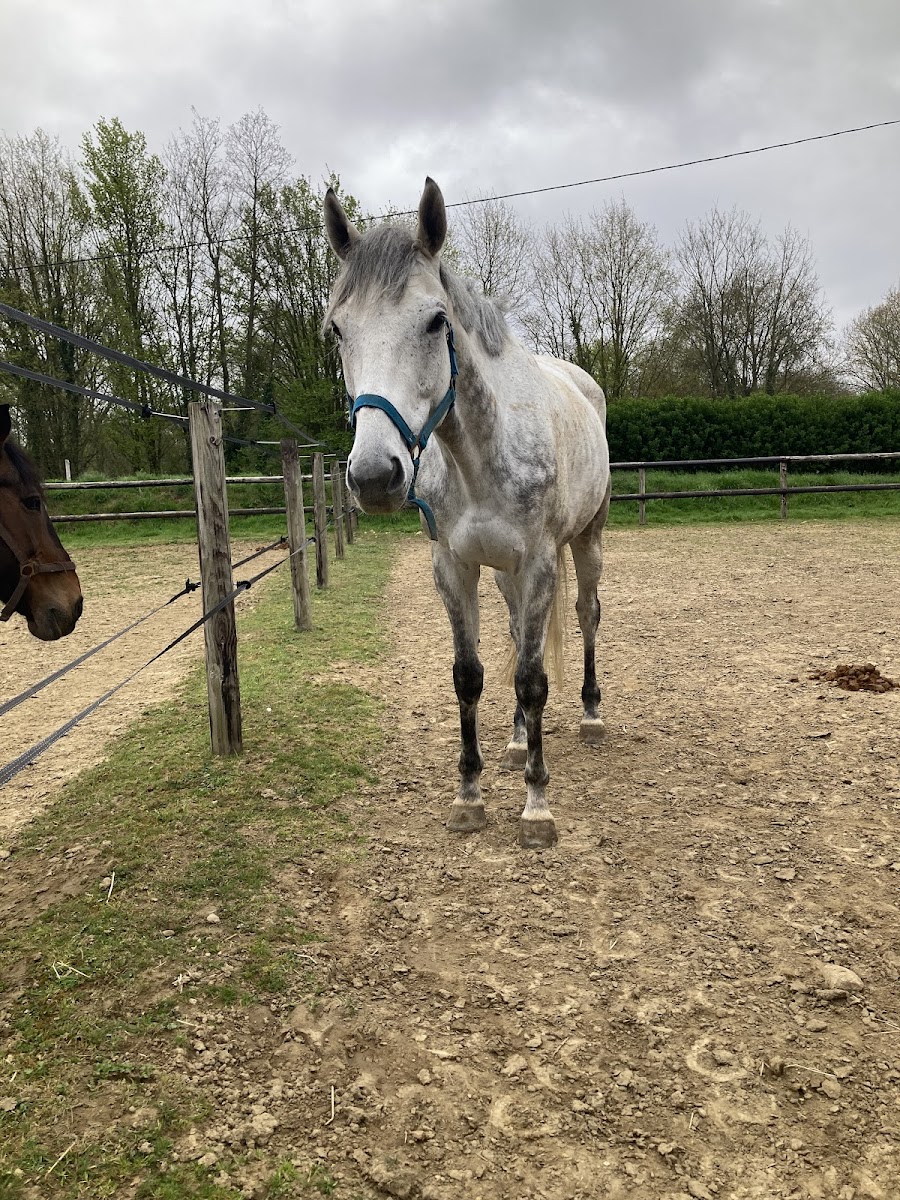 Photo de PONEY CLUB LA PERELLE