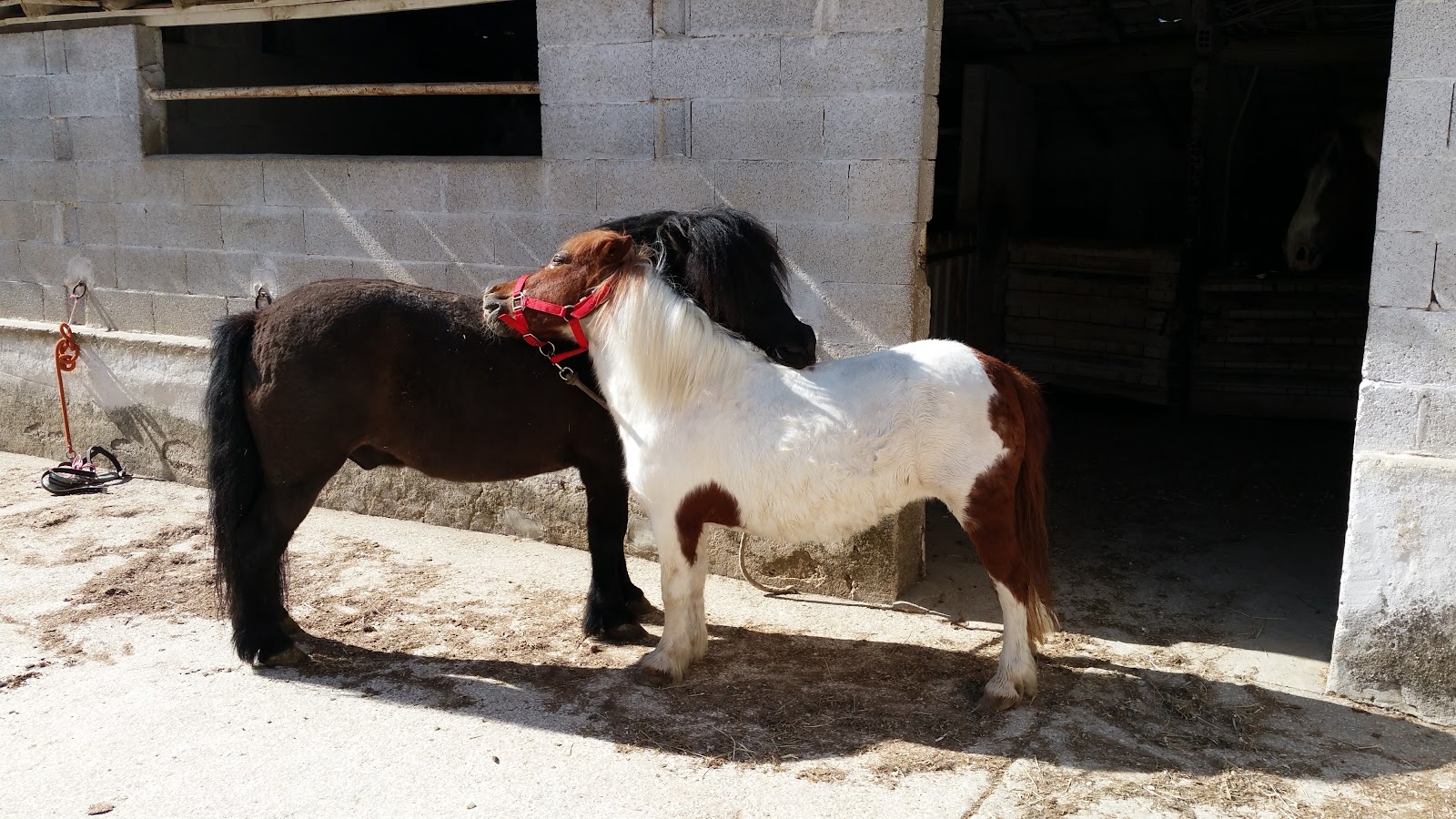 Photo de Poney Club le Faré