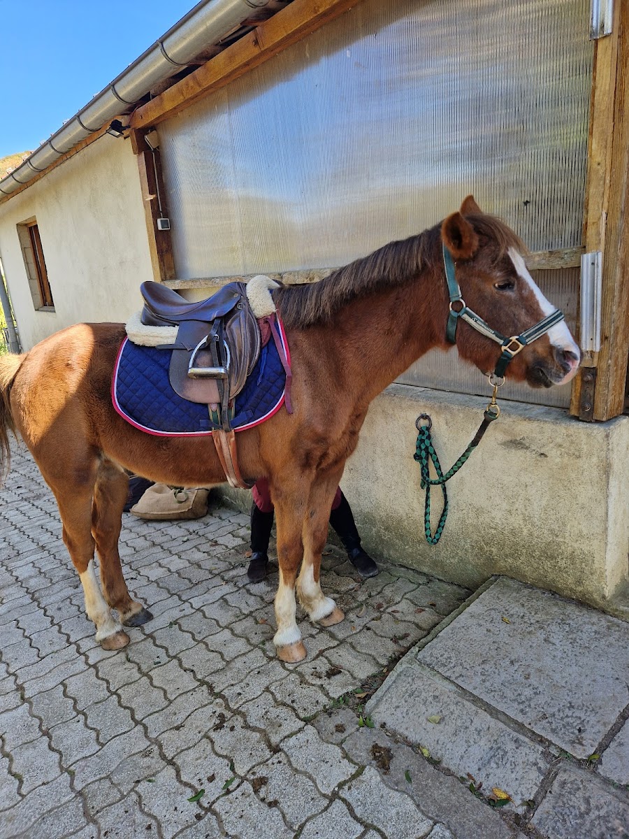 Photo de PONEY CLUB LE PICOTIN