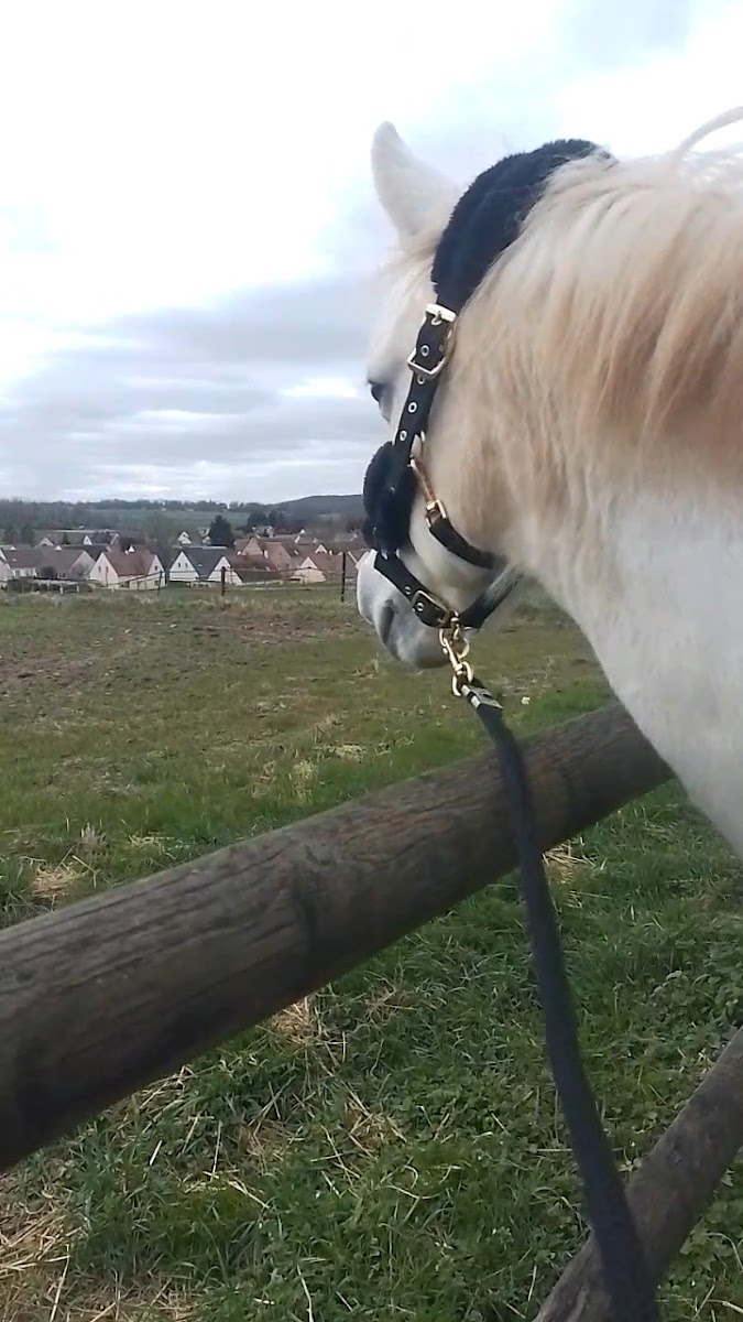 Photo de PONEY CLUB SAINT JONES