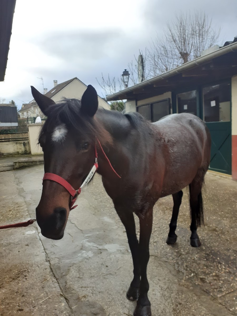 PONEY CLUB ST GERMAIN FOURQUEUX