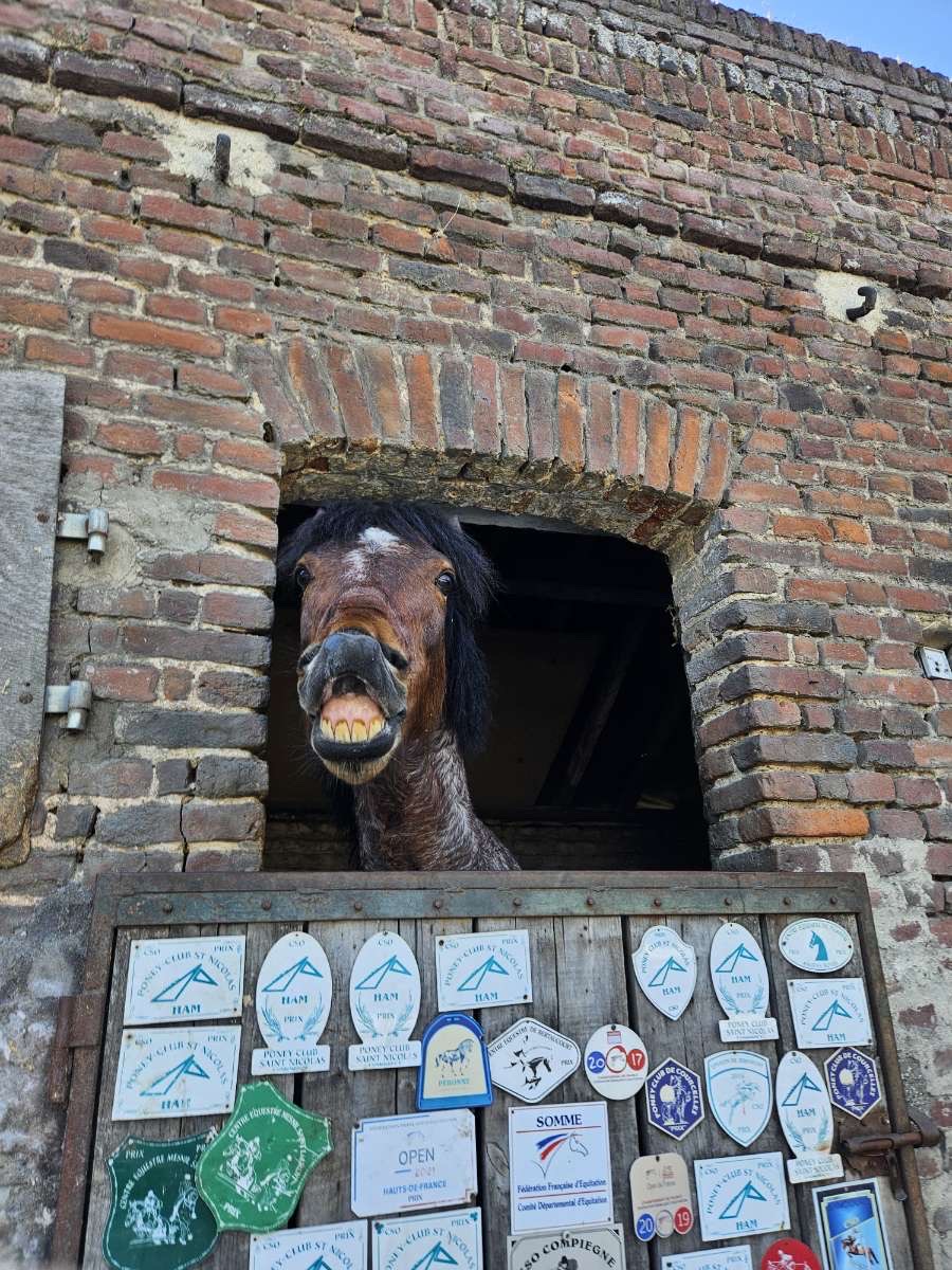 Photo de PONEY CLUB ST NICOLAS