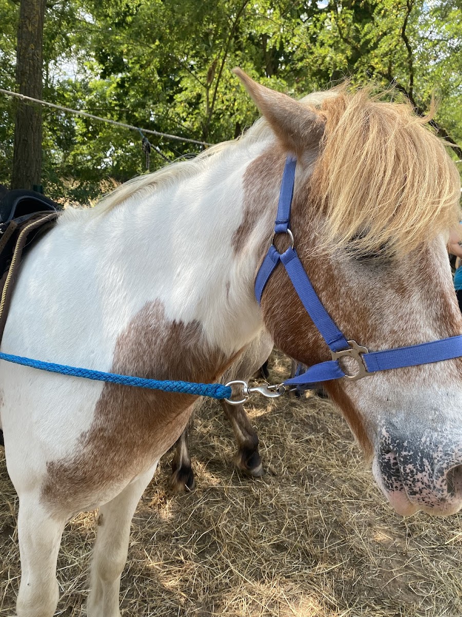Photo de PONEY CUB DE L ETOILE