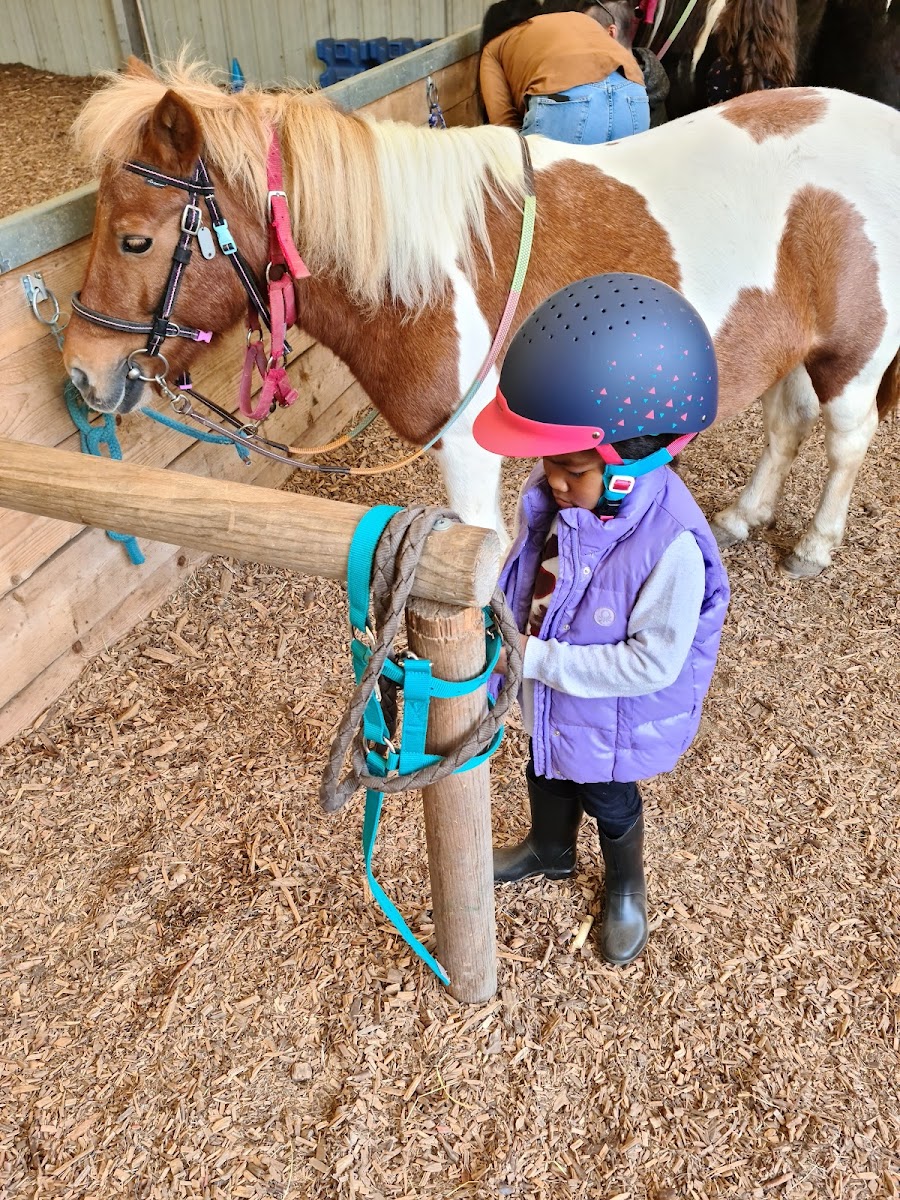 Photo de PONEY LORMONTAIS