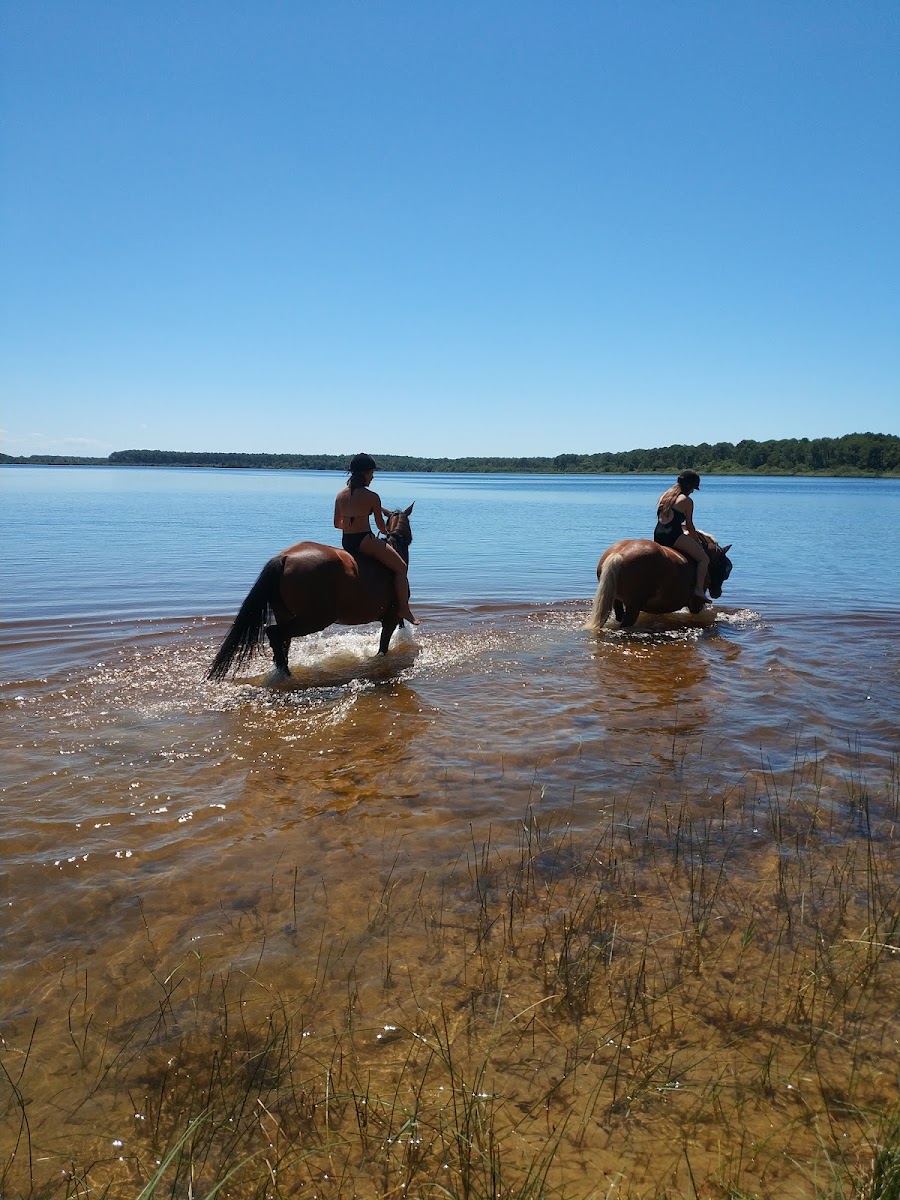 PONEY PLAGE