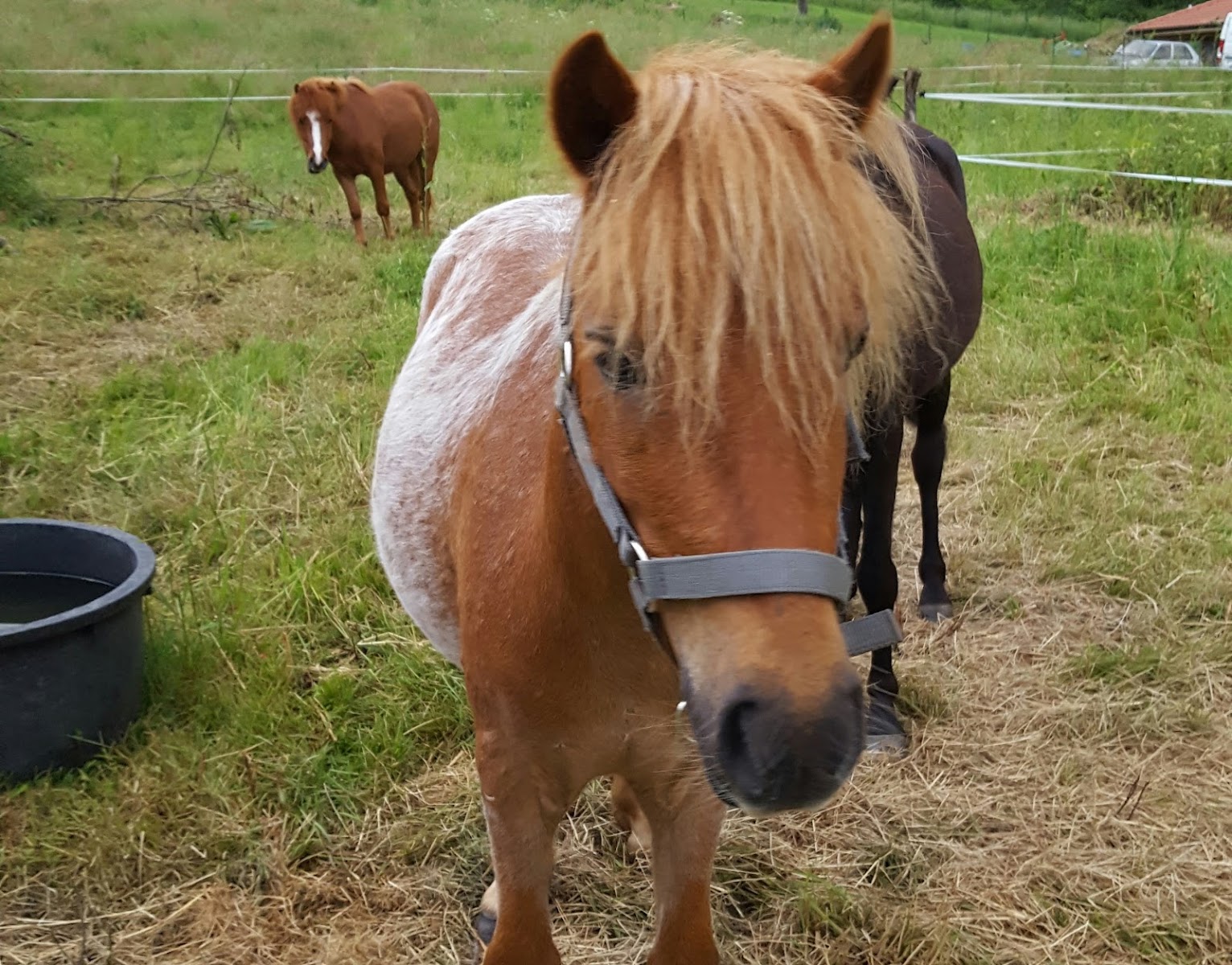 Photo de PONY RUN RUN