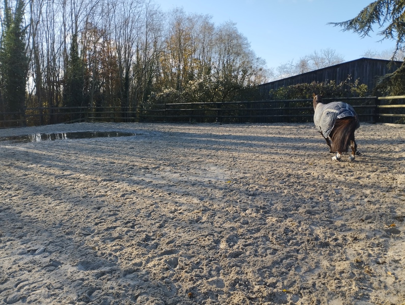 Photo de PORGY EQUITATION