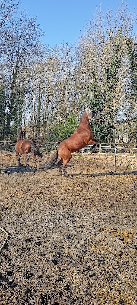 Photo de RANCH DU CHATEL