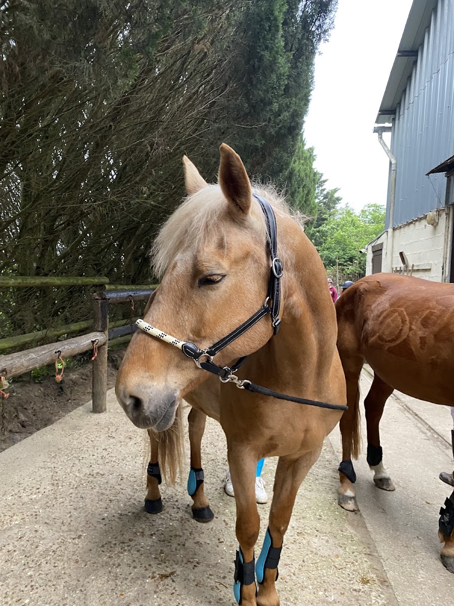 Photo de RANCH JOSUAH