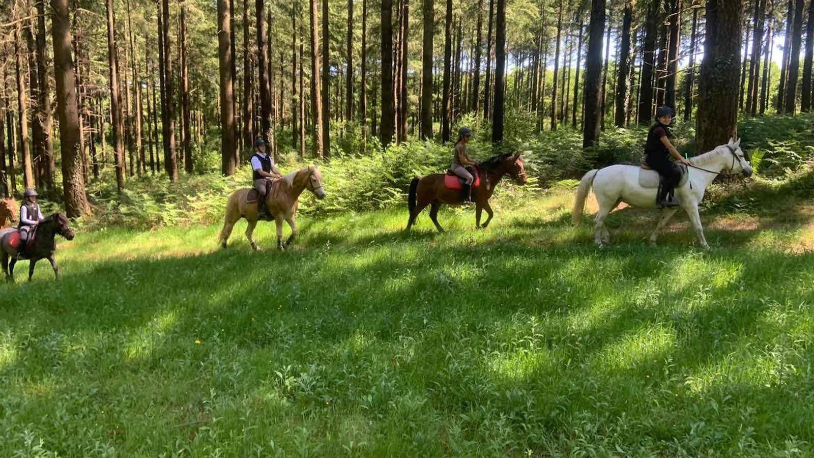 Photo de RENARDERIE EQUITATION