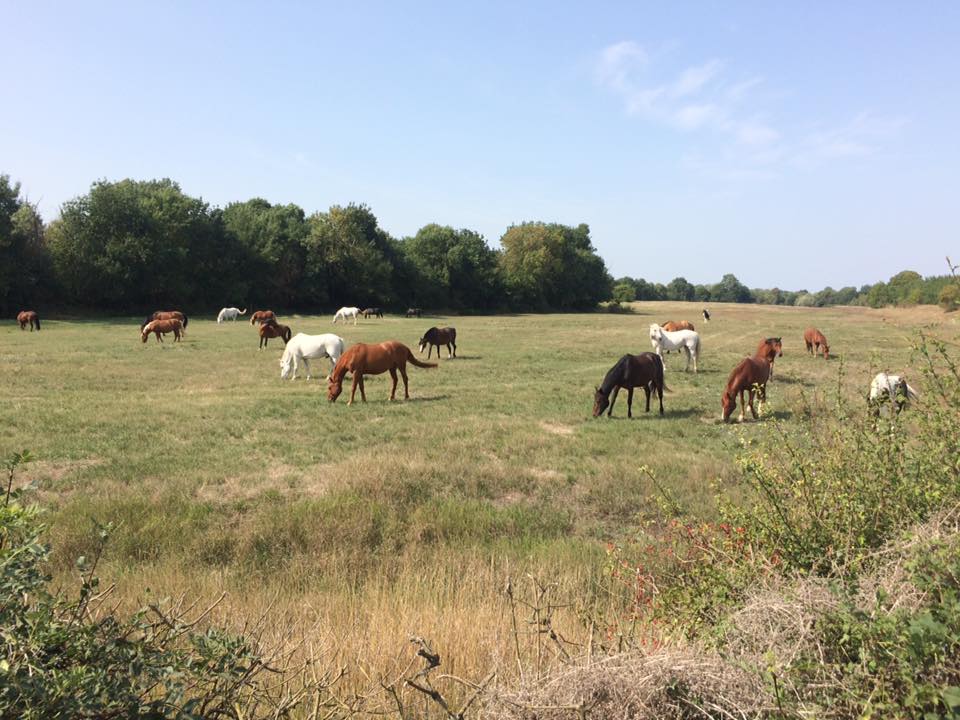 Photo de SARL CENTRE EQUESTRE DU VAL DE LOIRE
