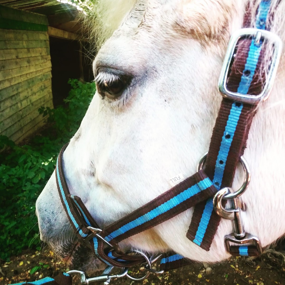 Photo de SARL ECURIE CHARRET