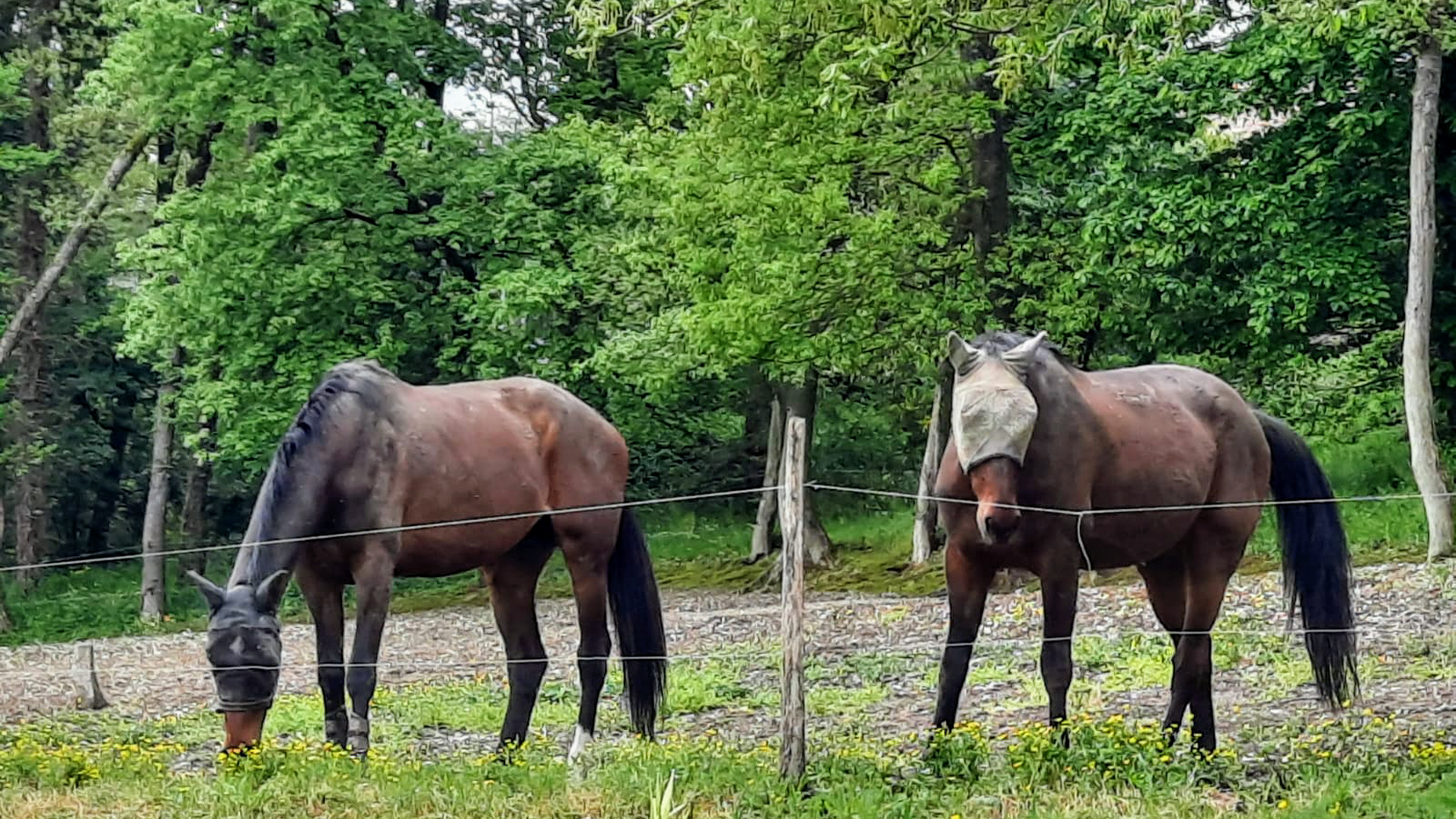 Photo de SCE ECURIE DU BOIS DE BORDENEUVE