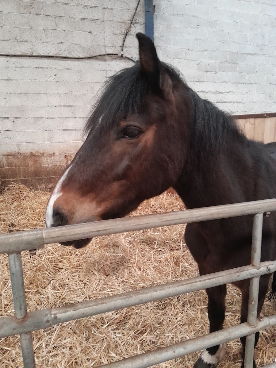 Photo de SCEA ECURIE DES 4 MUIDS