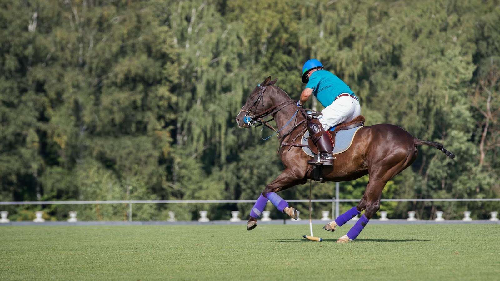 TD POLO TEAM