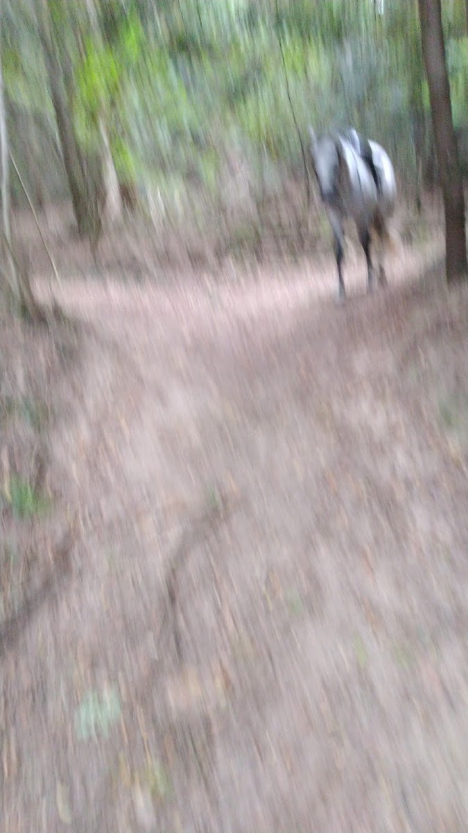 THIERS VOLTIGE EQUESTRE