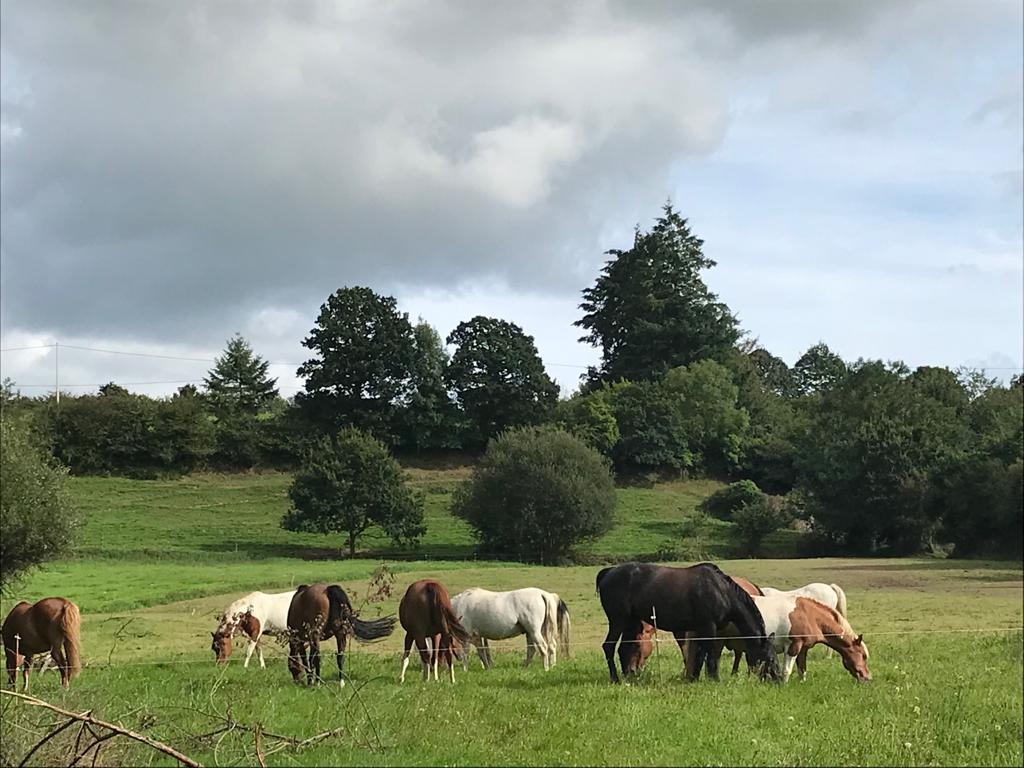 Photo de VAL DE VIRE EQUITATION