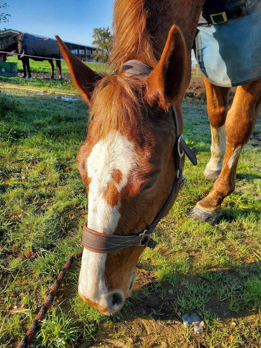 Photo de Village Equestre de la Bazonnière