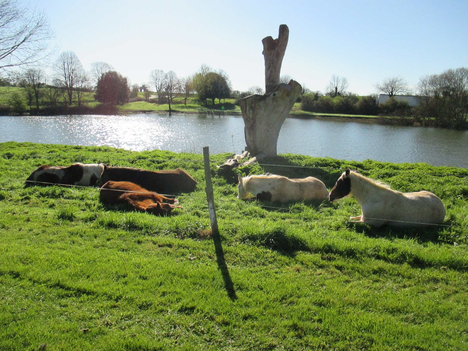 Photo de WEST EQUI CLUB CHOLETAIS